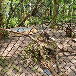 Busch Wildlife Sanctuary (2022) - Bald Eagle + enclosure