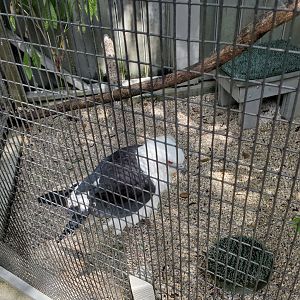 Busch Wildlife Sanctuary (2022) - Swallowtail Kite