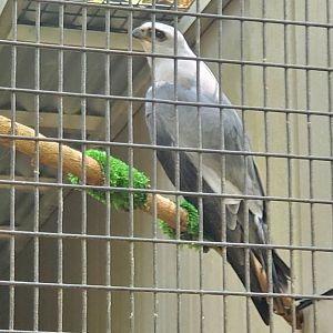 Busch Wildlife Sanctuary (2022) - Mississippi Kite