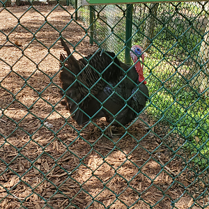 Busch Wildlife Sanctuary (2022) - Osceola Turkey