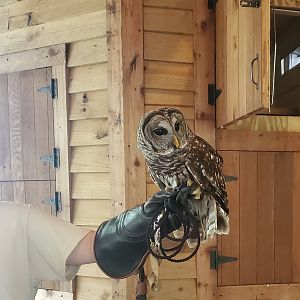 Busch Wildlife Sanctuary (2022) - Owl Presentation