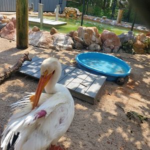 Busch Wildlife Sanctuary (2022) - Pelican rehabilitation