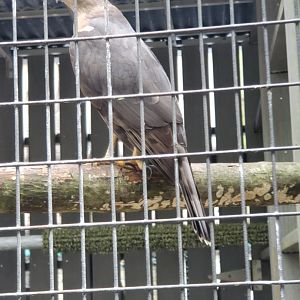 Busch Wildlife Sanctuary (2022) - Cooper's Hawk
