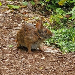 Busch Wildlife Sanctuary (2022) - Marsh Rabbit
