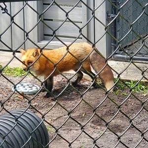 Busch Wildlife Sanctuary (2022) - Red Fox