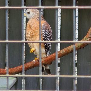 Busch Wildlife Sanctuary (2022) - Red-shouldered Hawk