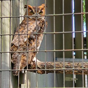 Busch Wildlife Sanctuary (2022) - Great Horned Owl