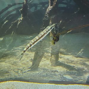 Anne Kolb Nature Center - Barracuda (Sphyraena sp)