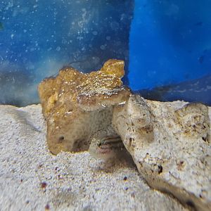 Anne Kolb Nature Center - Crested Goby (Lophogobius cyprinoides)