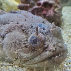 Anne Kolb Nature Center - Oyster Toadfish (Opsanus tau)
