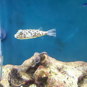 Anne Kolb Nature Center - Checkered Pufferfish (Sphoeroides testudineus)