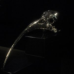 Giant replica of Huia female skull, The Dowse Art Museum