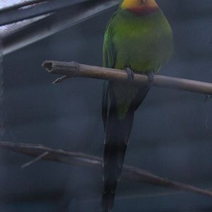 Barraband male, Riddiford Garden Aviary