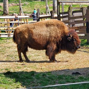 Elmwood Park Zoo (2022) - American Bison