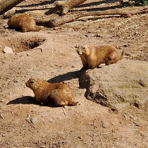 Elmwood Park Zoo (2022) - Prairie Dogs