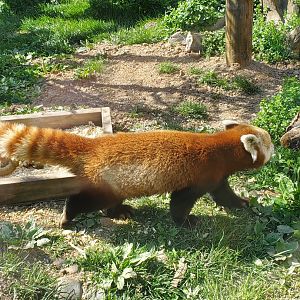 Elmwood Park Zoo (2022) - Red Panda
