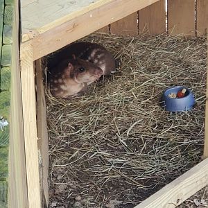 Elmwood Park Zoo (2022) - Lowland Paca