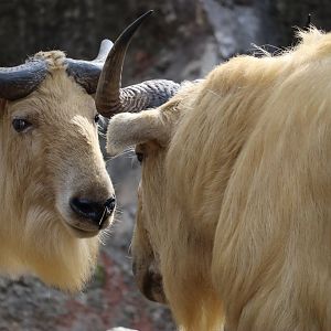 Subarctic Forest - Golden Takin