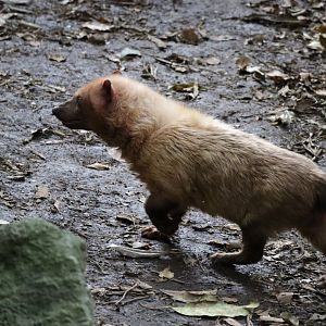 Amazon jungle - bush dog