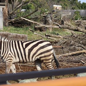 African Savanna - Cheetah & Grant's Zebra