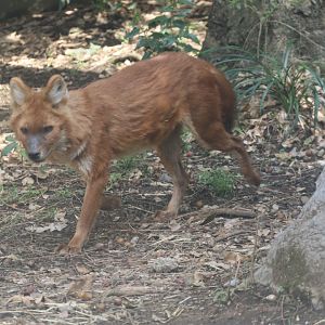 Central Asian Highlands-Dhole