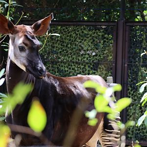 African rainforest - okapi