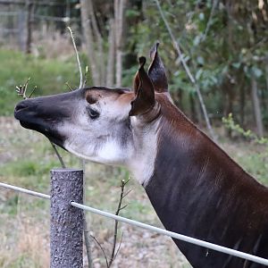 African rainforest - okapi