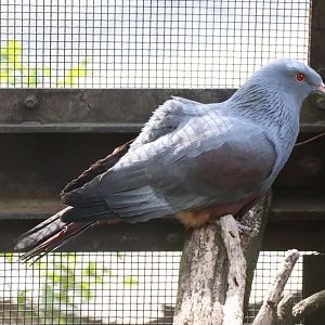 Asian Tropical Forest - New Caledonian Pigeon