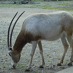 Oryx grazing at Marwell, 2021