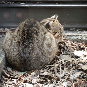 Japanese Countryside - Tsushima Leopard Cat