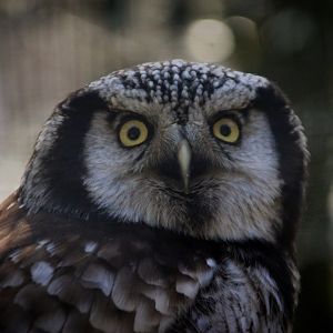Northern Hawk Owl
