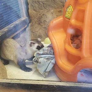 Elmwood Park Zoo (2022) - Black-footed Ferret