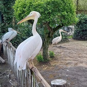 Great white pelicans and Pink-backed pelican