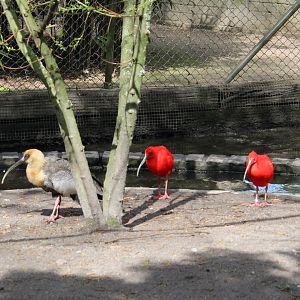 Buff-necked ibis and Sacrlet ibisses