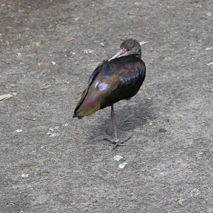 White-faced ibis