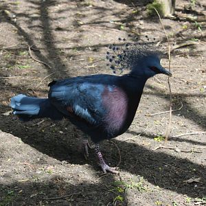April 9 2022ictoria crowned pigeon