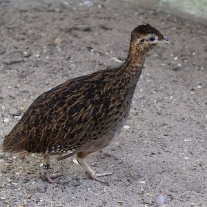 Chilean tinamou