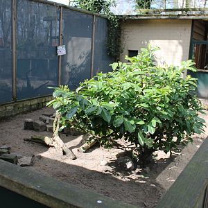 Banded mongoose enclosure