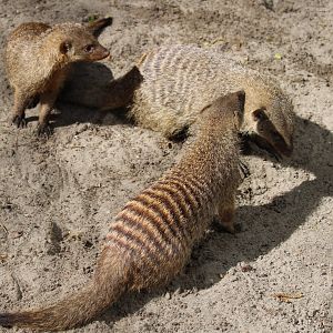 Banded mongooses