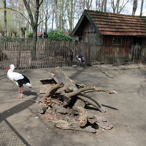 White stork - Crowned crane enclosure