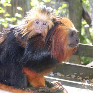 Golden-headed lion tamarin with young