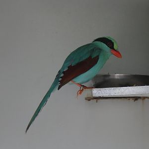 Green magpie