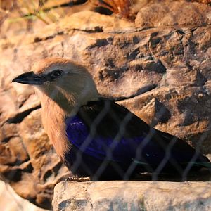 Blue-bellied roller (Coracias cyanogaster)