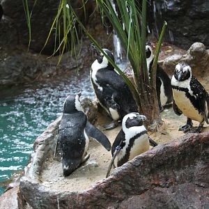African Penguin (Spheniscus demersus)