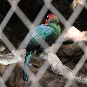 Fischer’s Turaco (Tauraco fischeri)