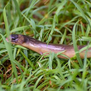 Three-clawed Worm-skink/Verreaux's Skink (Anomalopus verreauxii)