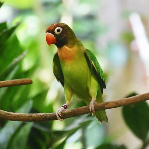 Black-cheeked Lovebird (Agapornis nigrigenis)