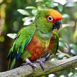 Golden-capped Parakeet (Aratinga auricapillus)