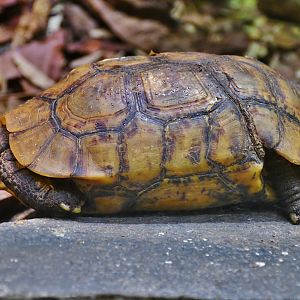 Bell's Hingeback Tortoise (Kinixys belliana)