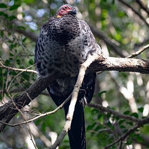 Australian Brush Turkey